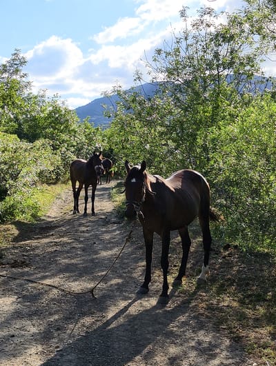 A herd of horses stand on a dirt path, surrounded by lush green foliage and trees. The horses are dark brown, with some lighter markings. One horse in the foreground is tied by a rope to a stake in the ground. In the background, more horses can be seen further down the path. The scene is set against a backdrop of rolling hills and a bright blue sky with fluffy white clouds. The sunlight suggests it is late afternoon. The presence of horses and the natural, somewhat unkempt surroundings point to a rural or possibly mountainous location. The overall mood is peaceful and serene. No visible text is present in the image.