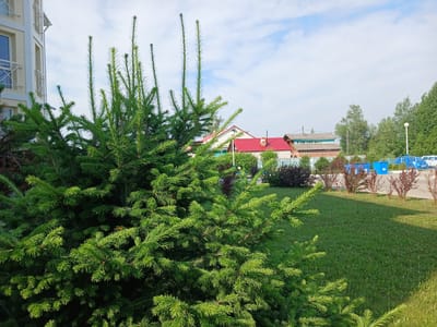 In Chazhemto, Russia, a sunlit outdoor scene unfolds. A large, vibrant green evergreen tree dominates the foreground, its needles casting intricate shadows. Behind it, a well-maintained lawn stretches out, meeting a paved area where several small buildings with red roofs are visible. To the left, a portion of a modern, light-colored building with balconies is present. In the background, lush green trees frame the residential structures, and a bright blue sky with scattered white clouds completes the idyllic setting. There are no people or animals visible in the image.