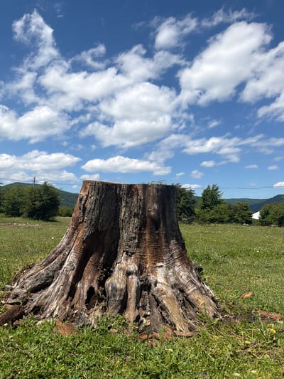 The image shows a close-up view of a large tree stump in a grassy field. The stump is rough and textured, with visible rings and bark. The background features a lush green landscape with trees and rolling hills under a bright blue sky filled with white, fluffy clouds. In the distance, there are power lines and what appears to be a building. The scene suggests an outdoor, natural environment. The provided crops focus on the sky and the base of the tree stump, offering a closer look at these elements.