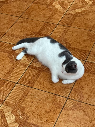 This media file contains a high-angle shot of a domestic cat lying on a tiled floor. The cat is predominantly white with dark gray markings on its back, tail, and head. It is curled up on its side, with its head tucked towards its body, and its paws are visible. The floor is covered in large, square tiles with a wood-grain pattern in shades of brown and beige. The tiles have intricate geometric designs and borders. The lighting suggests it is daytime indoors. The overall mood is peaceful and domestic. There is no visible text in the image.
