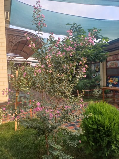 The image shows an outdoor seating area with a flowering plant and a trimmed evergreen bush. A wooden table with a vase of flowers is visible on the right. The background features a building with decorative elements and signage. This scene is located in Jumashuy, Uzbekistan.