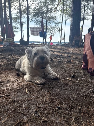 The image shows a small, fluffy white dog lying on the ground in a forest setting. The dog is the primary subject, positioned in the center foreground, facing the camera with its head slightly tilted. It appears to be a West Highland White Terrier or a similar breed, with shaggy fur and dark eyes. The ground is covered with pine needles, twigs, and dirt, suggesting a natural, wooded environment.
In the background, there are tall trees with a canopy of leaves filtering sunlight. Several items of clothing are hanging from branches or lines between trees, including a plaid blanket and a blue garment. A pink inflatable ball is visible on the ground near the center. A backpack with pink and dark straps is partially visible on the right side of the frame. In the distance, a body of water, possibly a lake or river, can be seen. The overall impression is of a campsite or outdoor recreation area, likely in the vicinity of Мядзельскі сельскі Савет, Belarus, given the presence of trees and a body of water, characteristic of the Belarusian landscape.