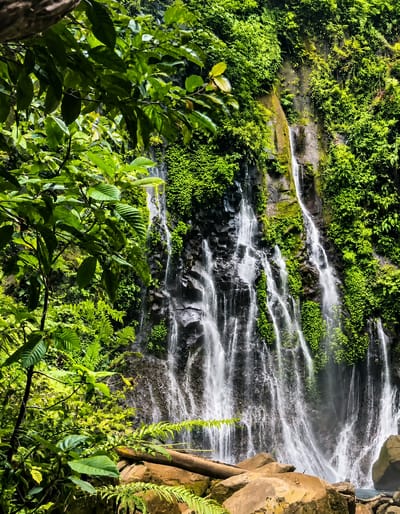A lush, verdant jungle scene features a multi-tiered waterfall cascading down a rocky cliff face. Dense green foliage, including large leaves and ferns, frames the waterfall from the left and right. The waterfall itself is composed of numerous thin streams of white water, interspersed with dark, wet rocks and patches of moss. The base of the waterfall leads to a pool of water that is partially visible, along with large, tan-colored rocks and a fallen log in the foreground. The overall impression is one of a vibrant, natural environment.