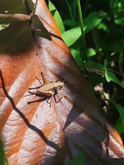 A small, light brown grasshopper is perched on a large, dried, brown leaf in a garden setting in Makhinjauri, Georgia. The leaf has a textured surface and is partially illuminated by sunlight, casting shadows. In the background, lush green foliage is visible, suggesting a natural outdoor environment. The grasshopper is facing to the right, with its long antennae extended.