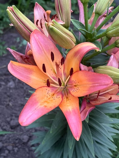 The image is a close-up, eye-level, vertical shot of an orange and pink lily flower in bloom, with several buds and green foliage surrounding it. The flower is centered and in sharp focus, showcasing its delicate petals with dark speckles and the prominent stamen and pistil. The background consists of out-of-focus dark soil and green vegetation. The image was captured in Seredivka, Ukraine. There are no people or actions depicted in the scene.