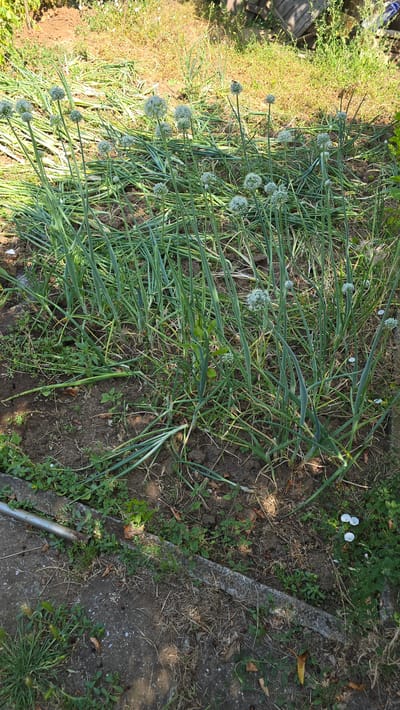 The image depicts a garden bed with several stalks of onion plants in bloom. The onion flowers are spherical and white, dotting the tops of the green stalks. Some of the onion plants have been cut and lie on the ground. The ground is covered in dark soil and dry grass. In the foreground, a concrete border runs across the bottom of the image, with some weeds and dried leaves on it. In the background, there is dry grass and some wooden structures. The scene appears to be outdoors, likely in a residential garden or agricultural setting. This image was taken in Ravadinovo, Bulgaria.