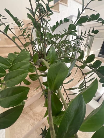 A close-up, low-angle shot focuses on the lush green leaves and stems of a ZZ plant. The plant's foliage is dense and glossy, with some leaves reflecting the ambient light. The stems are thick and appear sturdy, with a slightly speckled pattern visible on some. The background shows a light-colored, textured wall, possibly marble, with some white architectural elements like a windowsill or molding. The overall impression is one of vibrant life within an indoor setting. The lighting suggests it is daytime, possibly with natural light filtering in from a window. No people or specific events are depicted. The scene appears to be an interior space, possibly a home or office, in Fontanka, Ukraine. No visible text is present.