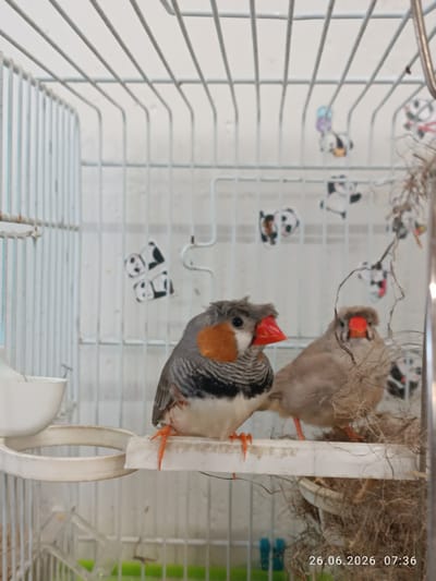 Two zebra finches are perched on a white bar inside a white metal birdcage. The finch on the left is facing left and slightly towards the camera, displaying a grey body with black and white stripes on its chest, and orange markings on its cheeks and beak. The finch on the right is facing the camera, with a lighter brown body and an orange beak. Behind the finches, the cage contains some nesting material. The background of the image shows the interior of the cage with thin metal bars and decorative stickers of pandas on the back wall. A water dispenser is visible on the left side of the cage. The date stamp "26.06.2026 07:36" is present in the bottom right corner of the image. The scene appears to be an indoor setting, likely a home, but no specific location in Strovolos, Cyprus, can be determined from the visual information provided.