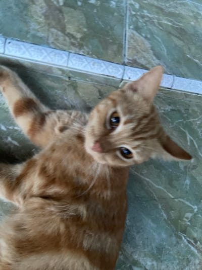 An orange tabby cat is lying on its back on a green tiled floor. The cat's paws are extended upwards and its head is tilted back, looking towards the camera. The cat has large, expressive brown eyes and a small pink nose. The tiled floor has a marble-like pattern and a white border tile runs along the bottom of the image. The background is blurry and out of focus. The scene appears to be indoors, in a residential setting within the city of Sekar Mawar, Indonesia.