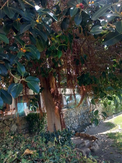 The image captures a section of a garden or courtyard area in the city of Kos, Greece, dominated by a large tree with thick, dark green leaves and visible aerial roots. The tree has a prominent trunk and its branches extend across the frame, partially obscuring the background. Scattered among the leaves are small, round fruits, some appearing yellow and others reddish.
Behind the tree, a stone wall is visible, constructed from irregularly shaped grey stones. Above the wall, large windows reflect the blue sky and surrounding greenery, suggesting a building or structure adjacent to the garden. Seating furniture, possibly tables and chairs, can be glimpsed through the windows.
The ground in front of the wall is a mix of dirt and gravel, with a path leading off to the right. A low, circular border of stones has been laid out on the ground in the foreground, enclosing a patch of dirt. Lush green foliage and smaller plants are abundant in the foreground and along the edges of the path, with sunlight dappling through the tree's leaves, creating a sense of a warm, sunny day. There are no people visible in the image.