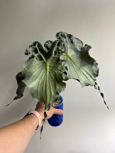 A person's arm, wearing a pink fitness tracker, holds a small, blue, geometric patterned pot containing a plant with large, crinkled, dark green leaves with lighter green veins. The plant is positioned in front of a plain, light-colored wall. The image appears to be an indoor shot. The specific location in the city of Кирпичного завода № 1, Russia is not discernible from the visual information provided.
