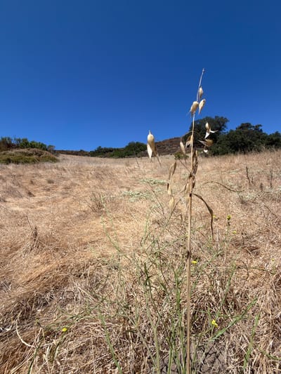 An extreme low-angle, eye-level shot captures a landscape under a clear, bright blue sky. In the foreground, a dry, tall stalk with seed pods is prominently featured. This stalk is surrounded by dry, golden-brown grass that covers a sloping hillside. Interspersed with the dry grass are some sparse green plants, a few of which bear small yellow flowers. In the background, a line of dark green trees and shrubs crests the hill. The environment appears dry and arid, characteristic of a Southern California hillside in Aliso Viejo, United States during a dry season.
