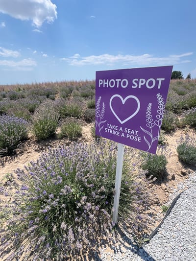 This media file depicts a lavender field in the village of Kardia, Greece. The scene is dominated by rows of blooming lavender plants, with their characteristic purple flowers carpeting the landscape. The ground between the rows is a mix of dry soil and gravel. A purple sign is prominently displayed, angled in the foreground, with white text and graphics. The sign reads "PHOTO SPOT" vertically along the left side. To the right of this text, a stylized heart symbol is visible, surrounded by delicate line drawings of lavender sprigs. Below the heart, smaller text advises, "TAKE A SEAT, STRIKE A POSE".

The sky above is a clear, bright blue with scattered white clouds, suggesting it is daytime. The lighting indicates a sunny day, casting distinct shadows on the ground and among the lavender plants. The overall mood is peaceful and inviting, encouraging visitors to engage with the picturesque setting. The presence of the "PHOTO SPOT" sign explicitly indicates that this location is designated for photography and leisure, likely a popular attraction for tourists or locals. The neatly planted rows of lavender suggest a cultivated farm or garden.