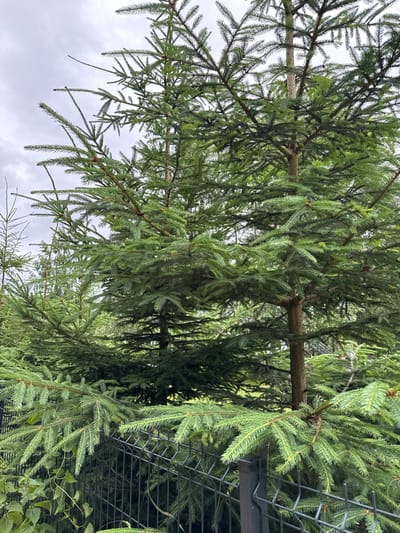 The image shows a close-up view of several young spruce trees in a densely planted setting, likely a nursery or garden. The trees are evergreen with a conical shape and numerous green needles. A dark gray metal wire fence runs horizontally across the lower portion of the image, partially obscuring the bases of the trees and some surrounding greenery. The sky above is overcast with gray clouds. The scene appears to be outdoors in a location that could be Kołczewo, Poland, given the context. There are no people or animals visible in the frame.