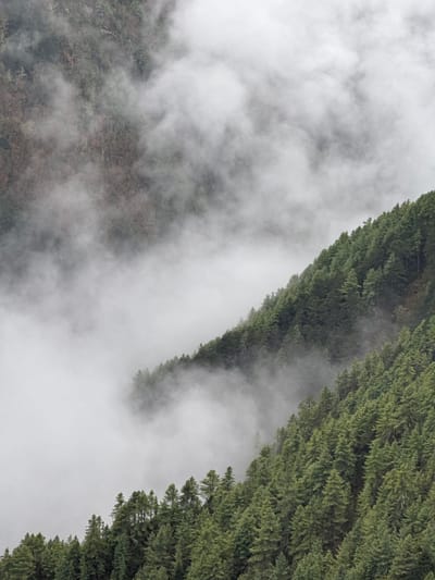 The image presents a natural landscape dominated by a dense evergreen forest partially enveloped in thick clouds or mist. The composition features strong diagonal lines formed by the edges of the forest, which appear to cling to steep mountain slopes. The photograph seems intentionally rotated, with trees visible along the upper-right and lower-right portions of the frame, their vibrant green canopies displaying textured details.
Thick masses of white and grey clouds or mist fill a significant portion of the image, creating an ethereal atmosphere. These clouds vary in density; in some areas, they completely obscure the terrain, while in others, they are thin enough to reveal the subtle forms and darker shades of the trees beneath. The interplay between the solid, dark green forest and the soft, diffused white-grey mist suggests depth and vastness.
No people, animals, man-made objects, or visible text are present in the image. The scene depicts a tranquil, remote natural environment. The weather appears to be overcast and foggy or misty, contributing to a serene and somewhat mystical mood. The soft, diffused lighting is consistent with a cloudy daytime setting in a mountainous region, aligning with the provided location context of Namche Bazaar, Nepal.