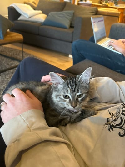 A gray tabby kitten is cradled in someone's arms, nestled against a tan hooded sweatshirt. The kitten has wide eyes and pointed ears, looking up. A person sits beside them, working on a laptop. A gray sectional couch with pillows is in the background. The floor is covered with a patterned rug. The image is taken at an angle, giving a close-up perspective of the kitten and its surroundings.