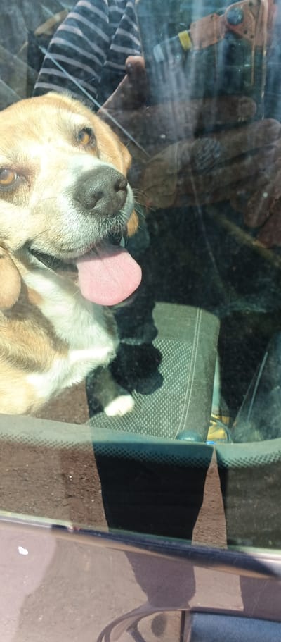 The image shows a close-up of a dog's face, seen through a car windshield. The dog, which appears to be a beagle mix with tan and white fur, has its tongue hanging out. The dog's left eye is visible, with a light brown iris. Reflections on the windshield obscure some details of the interior of the car, but a striped fabric, possibly clothing, and a human hand with a device are partially visible. The background outside the car suggests an outdoor environment, possibly a roadside, with a blurred view of the ground and shadows. The specific location of Mala Smilianka, Ukraine, cannot be determined from the visual information provided in the image.