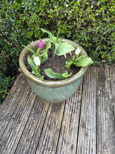The image shows a top-down view of a large, light green ceramic pot containing soil and several tulip plants. Some tulips are in bloom, with white and purple blossoms visible. The pot sits on a wooden deck composed of weathered planks. Adjacent to the pot and deck is a dense patch of green shrubs. The location is Minsterley, United Kingdom.