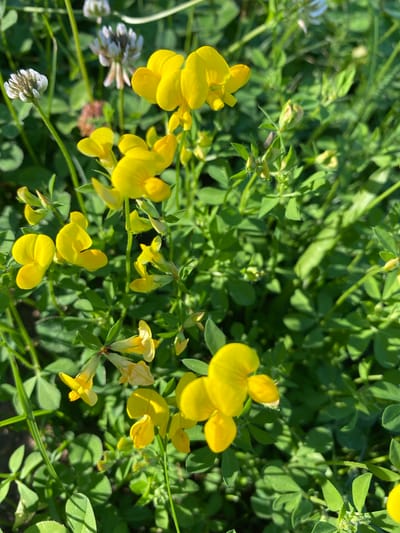 This media file features a close-up, sunlit view of bright yellow flowers amidst lush green foliage. The flowers, some fully bloomed and others in bud, are delicate and have a unique, somewhat butterfly-like shape. Interspersed with the yellow blooms are a few small white flowers, also clustered and showing hints of brown at their tips. The background is a dense tapestry of green leaves and stems, suggesting a natural, possibly wild, setting. The lighting indicates it is daytime, with sunlight filtering through and creating dappled shadows. There are no people, objects, or visible text in the image. The scene evokes a sense of natural beauty and the warmth of a sunny day in a rural or garden environment, potentially in Luh, Ukraine.