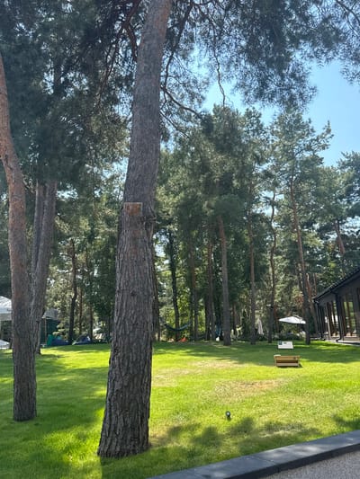 The scene captures an outdoor recreational area within a wooded setting in Hlibivka, Ukraine, under a clear blue sky. The immediate foreground features a dark gray border along the bottom and a well-maintained green lawn with a single ground-level light fixture. Two prominent tree trunks, consistent with pine, stand on the left, the closer of which exhibits a horizontal cut branch scar approximately 1.5 meters from the base. The midground contains numerous tall, slender pine trees forming a dense backdrop. Recreational elements observed include a white tent structure and several smaller, colored tents (blue, green) clustered on the left, a dark hammock strung between two trees, an open white patio umbrella, and two light-colored wooden cornhole boards positioned on the lawn. In the background, a modern building with dark paneling and extensive glazing is partially visible on the far right, bordered by dense tree lines. No individuals are present within the scene.