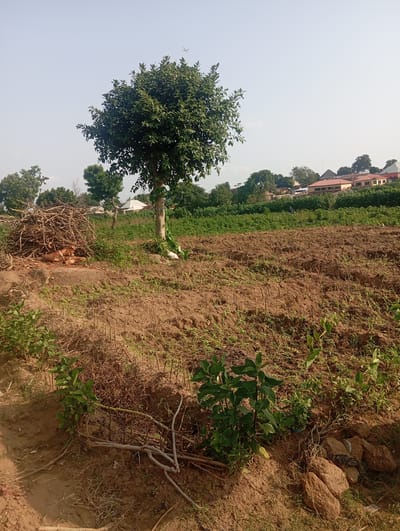 The image shows an outdoor scene in Gwagwa, Nigeria. A cleared field with rows of recently planted crops or stubble is in the foreground, with rich brown soil. To the left, a large pile of dry branches and logs is stacked near a concrete-like base. A single, mature tree with dense green foliage stands in the middle ground. Beyond the field, a line of lush green vegetation is visible, with several buildings, including houses with red roofs and other structures, situated on a slight incline in the background. The sky is clear and pale blue. An airplane is visible in the sky.