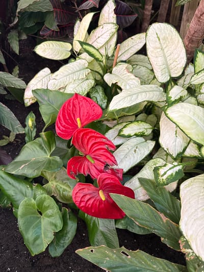 This is a close-up, overhead photograph of a cluster of tropical plants. The primary subjects are three vibrant red anthurium flowers, each with a prominent yellow spadix. These flowers are surrounded by a variety of foliage. In the foreground and to the left, there are large, heart-shaped leaves of a deep green color. Behind the anthuriums and to the right, there are numerous leaves with a striking pattern of white or cream with green edges, appearing to be a variety of Dieffenbachia. The background is composed of darker green leaves and some reddish-purple foliage. The plants are rooted in dark, rich soil. The image appears to be taken in an indoor botanical garden or a conservatory, a common feature in many cities, including Leganés, Spain, which has public parks and green spaces that may house such collections. There are no people or animals visible in the frame.