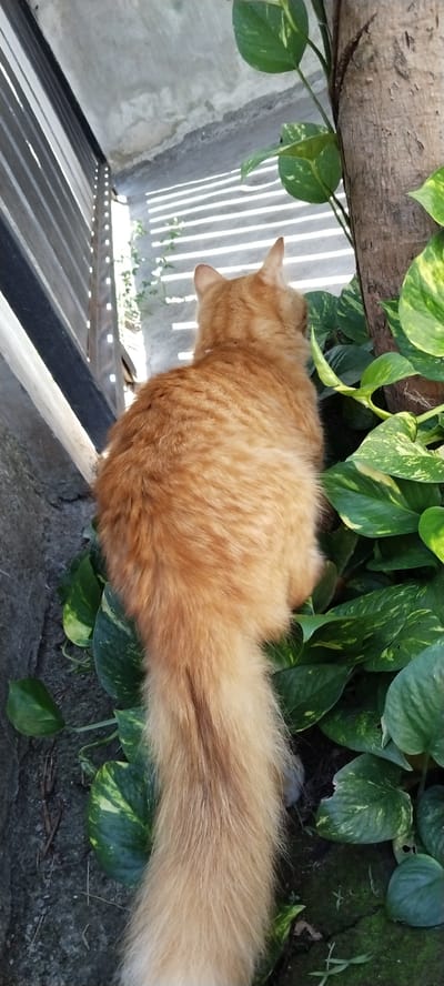 A ginger cat is perched near a tree trunk, surrounded by lush green foliage. The cat faces away from the camera, its back and fluffy tail prominently displayed. The scene appears to be outdoors, with sunlight filtering through an overhead structure, casting striped shadows on a concrete wall in the background. The cat's fur is a warm orange hue, and its tail is long and bushy. The surrounding plants are a vibrant green, with some leaves showing variegated yellow patterns. A rough-textured tree trunk stands to the right of the cat, and to the left, there is a dark, weathered surface, possibly a wall or railing, also with a rough texture. The overall impression is one of a peaceful moment in nature, perhaps in a garden or outdoor living space. No people or text are visible in the image. The lighting suggests it might be daytime, likely in the morning or afternoon, given the angled shadows. The location is Duman, Indonesia.
