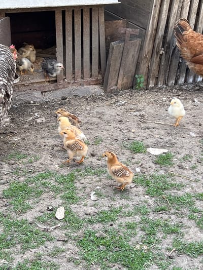 The image captures a scene with several young chicks on a dirt ground dotted with sparse green grass. In the background, a wooden structure, possibly a coop or fence, is visible. A portion of an adult chicken's tail feathers is also in the frame.
The chicks are of various shades of yellow and brown, some with distinct markings. One yellow chick is in the upper center of the image, and a group of three brown and yellow chicks are clustered together in the lower center. Another chick, predominantly gray and white, is perched on a wooden plank within the structure.
The setting appears to be outdoors, possibly a farm or backyard, given the natural elements and the presence of poultry. The lighting suggests it is daytime, with no specific indicators of time or weather. The chicks seem to be in a state of exploration or rest, with no obvious signs of distress or excitement. The overall impression is a snapshot of a rural or semi-rural environment with young birds. There is no visible text in the image.