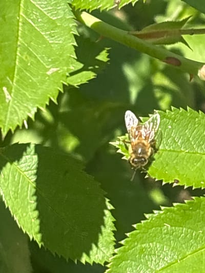 This media file captures a close-up view of a bee resting on a green, serrated leaf. The bee, with its segmented body and transparent wings, is the clear focal point. Its body appears to be a mix of brown and yellow stripes. The surrounding environment is filled with more green foliage, creating a natural, outdoor setting. The lighting suggests it is daytime, with shadows cast by the leaves indicating sunlight. The scene is peaceful, with the bee appearing to be at rest. There is no visible text in the image. The location context provided is Цярэшкавіцкі сельскі Савет, Belarus, which places the scene in a rural area of Belarus.