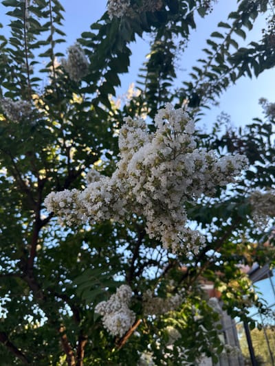 The image displays a close-up, low-angle view of a tree with abundant white flowers against a clear blue sky. The flowers are clustered together on thin branches, with some appearing more in focus than others, creating a bokeh effect. Dark green leaves are interspersed among the blossoms. The background suggests an outdoor urban setting, with hints of buildings and possibly other trees visible through the foliage, indicating a location such as West Covina, United States of America. The lighting suggests it is daytime, with sunlight filtering through the leaves and illuminating some of the flowers. There are no people or animals visible in the frame.
