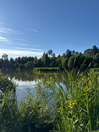 The image shows a serene natural landscape with a body of water reflecting the sky and surrounding trees. The foreground is dominated by lush green reeds and foliage, with some taller stalks of cattails visible. Beyond the reeds, a calm lake stretches across the frame, its surface mirroring the clear blue sky dotted with wispy white clouds. The far bank of the lake is lined with a dense forest of various green trees, creating a lush backdrop. The sunlight illuminates the scene, highlighting the vibrant greens of the vegetation and the tranquil blues of the sky and water. In the distance, on the left side of the lake, a person is visible on a paddleboard. This appears to be a natural setting, possibly a park or recreational area, in the vicinity of Sloboda Staraya, Russia.