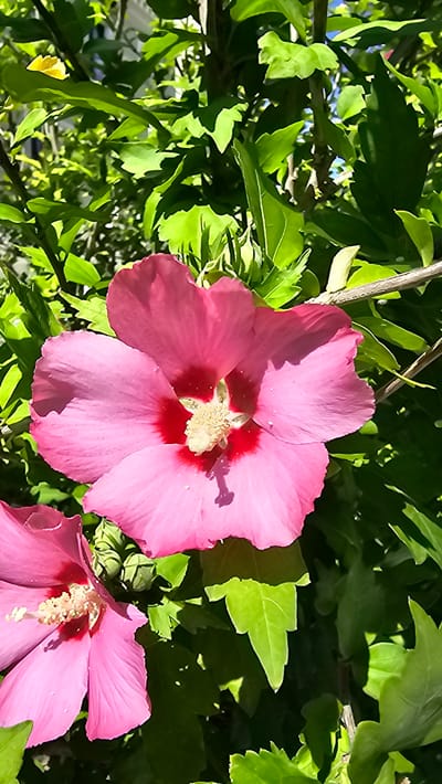The image displays a close-up view of a vibrant pink hibiscus flower, with its petals unfurled in full bloom. The flower is the primary subject, positioned centrally and dominating the frame. Its delicate petals exhibit a gradient of pink, with a deeper red hue at the center surrounding the stamen, which are a pale yellow and dusted with pollen. A shadow of a stamen can be seen cast on one of the petals.
The flower is set against a backdrop of lush green foliage, typical of a garden or natural setting. The leaves are varied in shape and size, some catching the sunlight and appearing brighter, while others are in shadow, creating a textured and layered effect. A thin branch or stem, lighter in color, is visible behind the flower. Another hibiscus flower, partially visible in the lower right corner, is also in bloom, suggesting multiple flowers on the same plant or in close proximity.
The lighting suggests it is daytime, likely a sunny day, given the bright illumination and distinct shadows. The overall impression is one of natural beauty and the peak of a flowering season. The scene is peaceful and serene, highlighting the intricate details of the flower. No people or text are visible in the image. The provided location context of Alhama De Aragón, Spain, situates this natural scene within a specific geographical area.