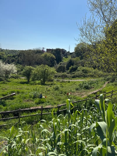 The image presents a landscape scene taken in Morlupo, Italy, during daylight. A dirt path meanders through the greenery. Two individuals are visible. One is positioned further along the path and is wearing red and white. The second person, closer to the foreground, wears a blue jacket with yellow on it. A wooden fence is also visible, alongside dense green vegetation. In the background, power lines stretch across the landscape. A building sits atop a hill. The sky is clear and blue, with trees lining the horizon.