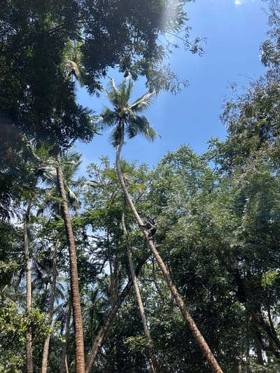 The scene depicts an outdoor, sunlit environment in Dole, Tanzania, dominated by numerous tall palm trees and dense green foliage under a clear blue sky. A dark-skinned individual is observed midway up the trunk of a tall, slender palm tree on the right, engaged in climbing. The climber is straddling the tree trunk, with visible hands and feet gripping the surface. Multiple other tall palm trees with textured brown trunks and green fronds, along with various leafy green trees, populate the remainder of the frame. Direct sunlight from the upper-left illuminates the scene, evidenced by a visible lens flare.
