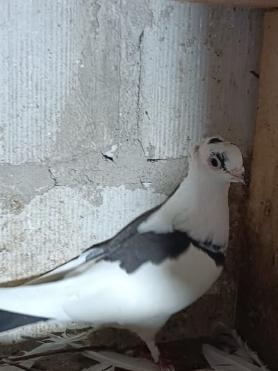 A white and grey pigeon with a crested head stands on a nest of twigs and feathers. The pigeon is positioned in the foreground of the image, facing right. Its white feathers are contrasted by dark grey markings on its wings and a black patch over its eye. The pigeon's head is white with a distinctive crest of black and white feathers. The background consists of a textured, light grey wall with visible cracks and imperfections, possibly a concrete or plaster surface. To the right of the pigeon, a wooden surface, likely part of a coop or enclosure, is visible. The overall environment appears to be an indoor or sheltered space. The image does not provide any explicit information to confirm its location in Zakrzewo-Kopijki, Poland.