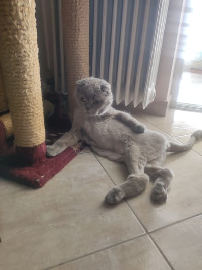 A light gray Scottish Fold cat is resting on a beige tiled floor, next to a scratching post. The cat is lying on its side with its legs splayed out. Its fur appears to have been recently trimmed. The scratching post is made of sisal rope and has a red base. In the background, a white radiator is visible, and beyond that, a window with bright light streaming in. The scene appears to be indoors, likely in a home, and there is no indication of the specific location within Trikala, Greece.