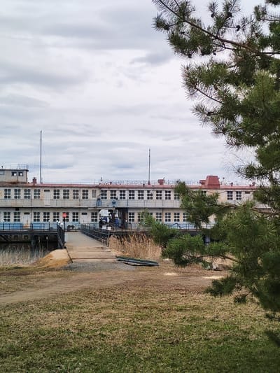 The image depicts a large, multi-story vessel or structure resembling a ship docked along a riverbank in Rybinsk, Russia. The vessel, likely permanently moored, has a rusty exterior and numerous windows arranged in rows. It is connected to the shore by a gangway or bridge.

In the foreground, there is a grassy area transitioning to bare earth near the riverbank. Reeds or tall grasses grow near the edge of the water. A coniferous tree with pine cones is prominently featured on the right side of the image, partially obscuring the view.

The sky is overcast with gray clouds. The scene appears to be quiet, with no visible activity on the shore or ship. The overall impression is one of a somewhat dilapidated or abandoned structure in a natural setting.
