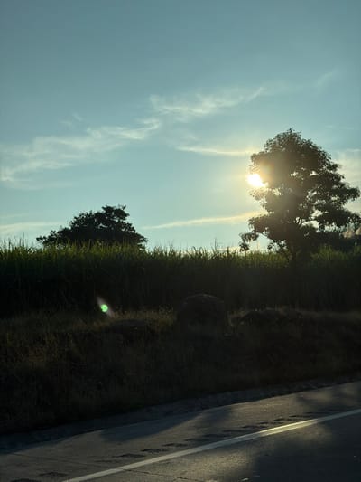 Sunlight bursts through the branches of a tree on a grassy embankment. A second, smaller tree is positioned below. Thin clouds streak across the blue sky. A paved road runs along the right edge of the frame, marked with a white stripe. The image is oriented sideways.