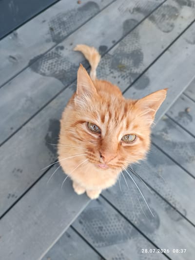 An orange tabby cat with green eyes is looking directly up at the camera, its tongue slightly sticking out. The cat is sitting on a weathered, grey wooden deck. There are faint, wet footprints visible on the deck. A timestamp in the bottom right corner reads "28.07.2026 08:37". The image is taken from a high angle, looking down at the cat.