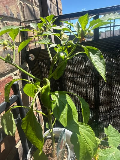 A pepper plant with several green peppers and white flowers is growing in a white plastic pot on a balcony in Des Plaines, United States. The plant is in focus, with the background slightly blurred, showing a brick wall, a black fence with a privacy screen, and a bright blue sky. The sun is shining, casting shadows on the leaves and the brick wall. The overall scene suggests a sunny day on a balcony garden.