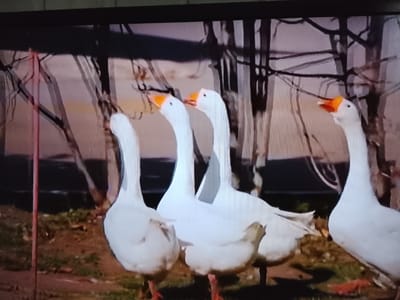 The image shows four white geese with orange beaks standing in an outdoor area. The geese are positioned from left to right, with the leftmost goose facing mostly away from the camera and the others facing towards the right, with their necks extended upwards and beaks open. The background consists of bare tree branches and a mottled, light-colored wall or structure. The ground appears to be dirt and patches of grass. The image quality is low, with visible pixelation and a grainy texture. No specific location in Klichaw, Belarus, can be identified from the visual information provided.