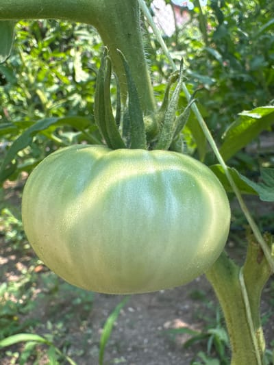 The image shows a close-up, vertically oriented shot of a single, unripe green tomato hanging from its vine. The tomato is large and round with distinct ribs, and is positioned slightly off-center to the left. The stem and several green sepals are visible at the top of the tomato. The background is blurred, but shows green foliage and hints of a garden setting, possibly outdoors. The lighting suggests it is daytime, with sunlight creating highlights on the tomato. There are no people, animals, or any specific identifiable landmarks of Branipole, Bulgaria. The scene is focused solely on the tomato plant.