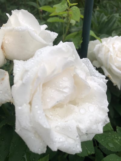 The image displays a close-up view of several white roses, likely in a garden setting, with numerous water droplets visible on their petals. The roses are predominantly in focus, showcasing their delicate textures and the glistening effect of the water. In the background, blurred green foliage and a dark vertical object, possibly a garden stake or pole, are discernible. The overall impression is one of natural beauty, enhanced by the dew or rain on the flowers. There is no indication of any specific location in the city of Radomyshl, Ukraine.