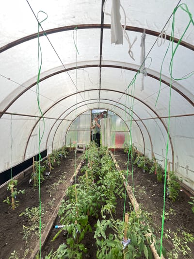 The image shows the interior of a greenhouse with a white, translucent covering supported by a metal frame. Rows of tomato plants are growing in the dark soil, supported by wooden stakes and green twine. A person wearing a green shirt and black pants is visible in the background, standing amongst the plants and appearing to be tending to them. The overall environment suggests a horticultural setting within the city of Berezovskii, Russia, likely a private garden or small-scale farm.