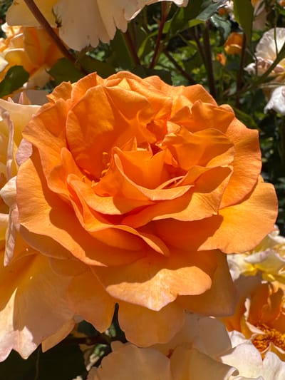 The image displays a close-up, sunlit view of a vibrant orange rose. The petals are layered and unfurling, showcasing a rich, warm hue. The rose is surrounded by other roses and greenery, some appearing lighter in color, possibly cream or pale yellow, and white. The background is a blur of green foliage and darker shadows, suggesting an outdoor garden setting. The focus is entirely on the detailed texture and color of the central orange rose. There are no people or discernible human activity depicted. This image could have been taken in the city of Davydovka, Ukraine, in a garden or park where roses are cultivated.