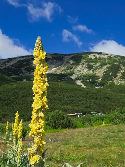 An extreme close-up shot focuses on a tall, yellow mullein flower stalk with numerous blossoms, standing in a grassy meadow. The flower stalk is vibrant yellow and has a fuzzy texture. In the background, a lush green forest covers the lower slopes of a rocky, mountainous terrain under a bright blue sky with scattered white clouds. Two small, rustic buildings with wooden roofs are partially visible amidst the trees in the mid-ground. The scene suggests a natural, mountainous environment, possibly in the Rila Mountains, Bulgaria, given the typical flora and landscape.