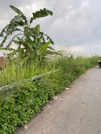 The image shows a paved road in Kecamatan Margaasih, Indonesia. The road is lined with tall grass and weeds, with a banana tree growing on the left side of the road. There is some litter scattered on the road near the edge of the grass. There is also a motorcycle parked at the edge of the road near the far right of the image. The sky is overcast.