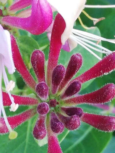 This is a close-up, top-down photograph of a flowering plant, likely honeysuckle, with a shallow depth of field. The focus is on the intricate details of the flower's buds and stamens, set against a blurred green background of leaves.
The main subjects are the flower's developing buds, which are a deep reddish-purple color and covered in fine, fuzzy hairs. These buds are arranged in a radial pattern, suggesting they are part of a larger inflorescence. Extending from the center of the flower are several white, thread-like stamens with yellow tips, as well as some pale pink petals. One prominent, large magenta petal is visible in the upper left quadrant of the image.
The lighting suggests it is daytime, likely outdoors, with a soft, diffused light that highlights the textures of the flower. There are no people or text visible in the image. The setting appears to be a natural environment, consistent with the location context of Novopagoshchsky Selsovet, Belarus, where such flowering plants would be found in gardens or natural landscapes. The overall mood is one of natural beauty and detailed observation of plant life.