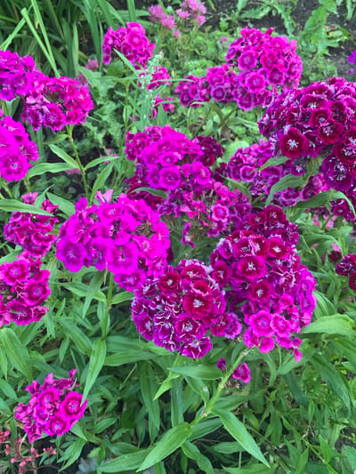 A close-up, eye-level shot features a cluster of vibrant magenta flowers with fringed petals. The flowers are densely packed together, with some heads facing the camera and others angled away. Their centers are a deeper, darker magenta, fading to a lighter shade at the edges, with white accents on the outer petals. Lush green foliage surrounds the blooms, with some leaves appearing smooth and others more textured. The background is softly blurred, suggesting a garden setting with hints of darker green and brown. The overall impression is one of abundant natural beauty and vivid color.