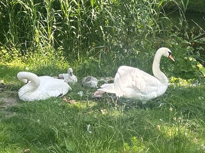 A group of swans, including two adults and three cygnets, are resting on a grassy bank next to tall reeds. The adult swans are white, while the cygnets are grey and fluffy. One adult swan on the right is looking towards the viewer with its head and neck curved. The other adult swan on the left is curled up, with its head resting on its body. The cygnets are clustered together between the adults. The environment appears to be a natural area, possibly a park or nature reserve, with lush green vegetation and dappled sunlight. There are no humans or any man-made structures visible in the image, suggesting this is a natural habitat for the swans. It's impossible to determine the specific location within the city of Leiden, Netherlands from the image alone.